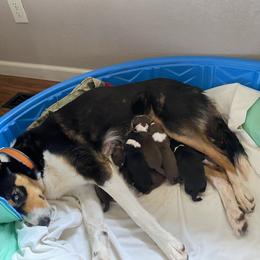 Border Collie Puppies from Johnson Farm