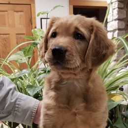 Golden Retrievers from Dotti Mikeska
