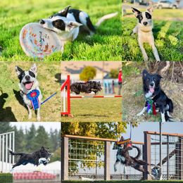 Border Collie puppies from Von Guadachi German Shepherds & Audacity Border Collies