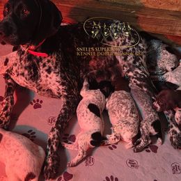German Shorthaired Pointer puppies from Snell's Superior Kennel Dobermann & GSP