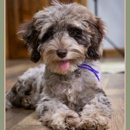 Evelyn - Merle female Cockapoo puppy in Connersville, Indiana from Deaz Doodle Ranch