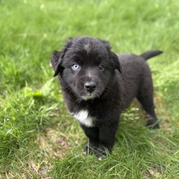 Pepper - Black & white female Australian Shepherd puppy in Northfield, New Hampshire from A to Z Australian Shepherds