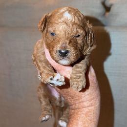 Buzz Lightyear - Red  male Goldendoodle puppy in Springfield, Tennessee from BK3 Miniature Goldendoodles