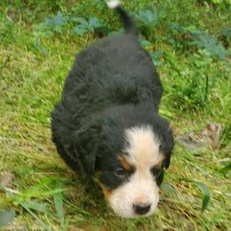 Girl 6 - Black rust and white female Bernese Mountain Dog puppy in Nicholson, Georgia from Bernese Mountain Dogs of Pony Trail Farm