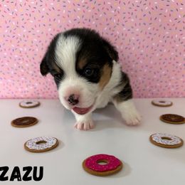 Zazu - Black and tan male Pembroke Welsh Corgi puppy in Hanover, Pennsylvania from Happily Ever After Corgis