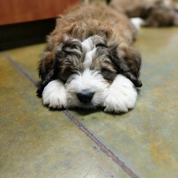 Bernedoodle Puppies from Bernedoodles of the Ozarks
