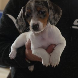 Lucy - Piebald female Dachshund puppy in Salem, Oregon from Longdox Mini Dachshunds