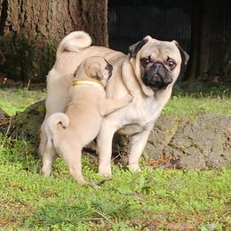 Gus - Pug
