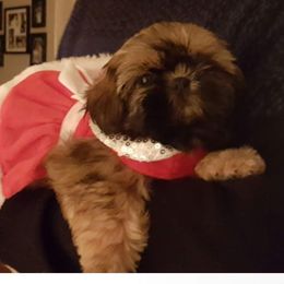 Shih Tzu Puppies from Jazzie Shih Tzu