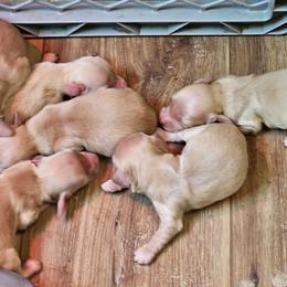 Cream male 2 - Cream male Dachshund puppy in Trade, Tennessee from TN Miniature Dachshunds & Basset Hounds