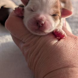 Baby girl - Parti female Yorkipoo puppy in Idaho from Little Rascal Ranch