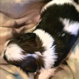 Aster - Black and white male Shih Tzu puppy in North Carolina from WillowCreek Mountain View Shih Tzu