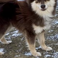 Finnish Lapphunds and Shiba Inu from Timberwood Paws