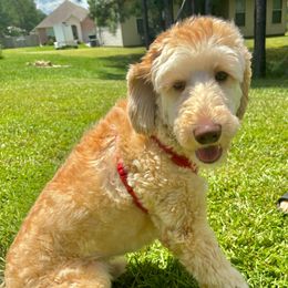 Kevin - Australian Labradoodle