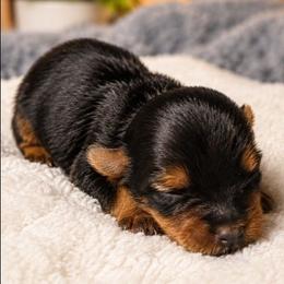 Buddy - Black and tan male Yorkshire Terrier puppy in Broxton, Georgia from More Than Family