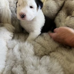 Old English Sheepdog Puppies from O’Leary’s Old English Sheepdogs