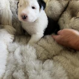 Old English Sheepdog Puppies from O’Leary’s Old English Sheepdogs