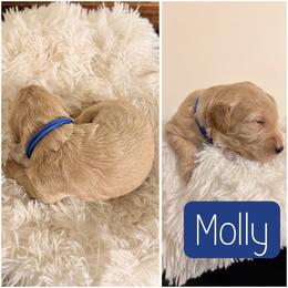 Molly - Cream female Goldendoodle puppy in Valdosta, Georgia from Designer Doodles of South GA