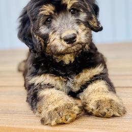 Australian Labradoodle Puppies from Quail Creek Doodles