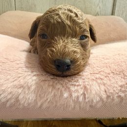 Amani - Red  female Poodle puppy in Utica, Ohio from Poodle Me Crazy