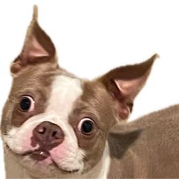 Duck - Boston Terrier