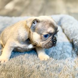 Lilac Fawn Boy - Fawn and white male French Bulldog puppy in Harmony, North Carolina from Schuster Haus