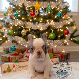 Storm - Blue male French Bulldog puppy in Strunk, Kentucky from Waters Edge French Bulldogs LLC