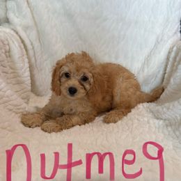 Nutmeg - Apricot female Cavapoo puppy in Sherwood, Michigan from Patrick's Puppies
