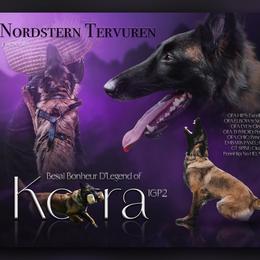 Belgian Tervuren puppies from Nordstern Tervuren