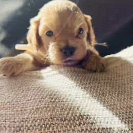 Grinch - Buff male Cockapoo puppy in Alexandria, Alabama from Bright and Beautiful Cockapoos and Doodles