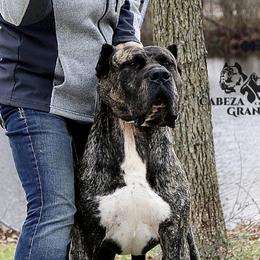 Lucas - Perro de Presa Canario