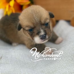 Winston 1,200 - Red male Pembroke Welsh Corgi puppy in Nashville, Arkansas from Whisenhunt Farms