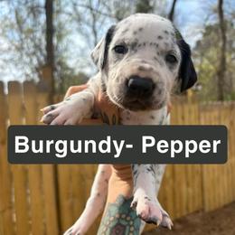 Burgundy - White and black female Dalmatian puppy in Demorest, Georgia from Dixon Dalmatians