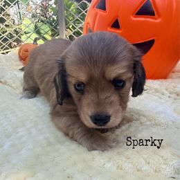 Boy 2 - Red male Dachshund puppy in Lexington, Oklahoma from BooneDox Miniature Dachshunds