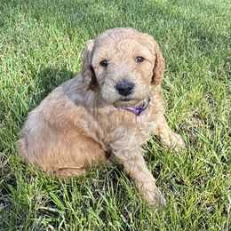 Goldendoodle Puppies from Elevation Goldens