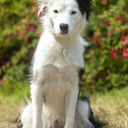 Lady - Border Collie
