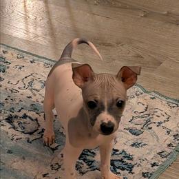 Ocotillo - Red and white male American Hairless Terrier puppy in Phoenix, Arizona from Bare Valley