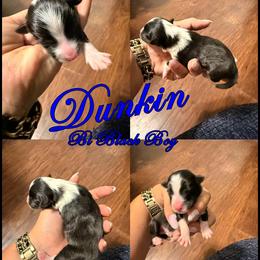 Dunkin - Bi Black Boy - Black & white male Toy Shetland Sheepdog puppy in Frazeysburg, Ohio from Mountain High Kennels