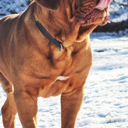 Dogues de Bordeaux from HOT DIGGITY DDB