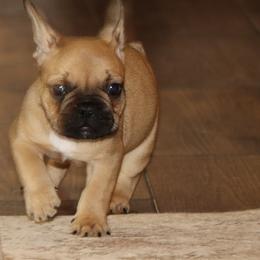 Chipper - Fawn male French Bulldog puppy in Winnsboro, Texas from JP Ranch Bulldogs