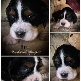 Boy 2 'Blu' (Blue Spruce) - Black white and tan male English Springer Spaniel puppy in Silverdale, Washington from TimberVale Springers