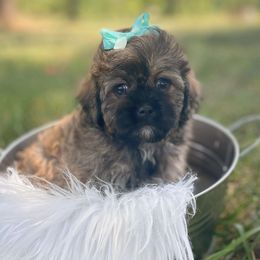 Shihpoos, Yorkipoos, and Yorkshire Terriers from Taylor’s Yorkshire