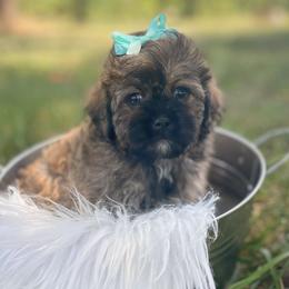 Shihpoos, Yorkipoos, and Yorkshire Terriers from Taylor’s Yorkshire