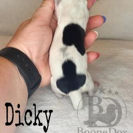 Dicky - Piebald male Dachshund puppy in Lexington, Oklahoma from BooneDox Miniature Dachshunds