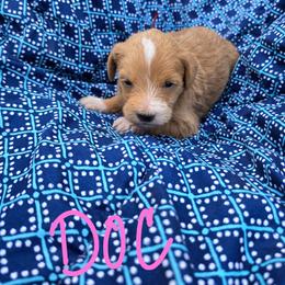 Doc - Apricot female Schnoodle puppy in Perry, Arkansas from Central AR Schnoodles