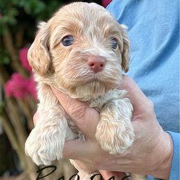 Reaper - Buff male Cockapoo puppy in Mocksville, North Carolina from Little Bear Doodles