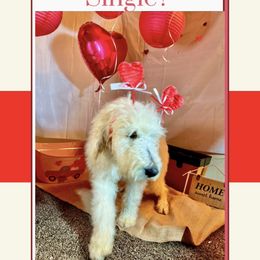 Goldendoodle Puppies from Casita Goldendoodles