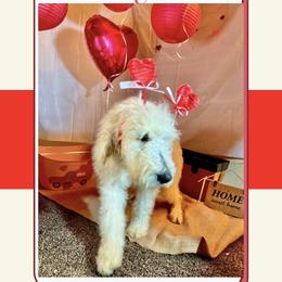 Goldendoodle Puppies from Casita Goldendoodles