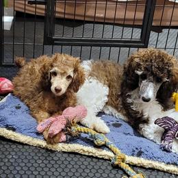 Poodle Puppies from Furball Forest Poodles