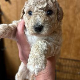 Simon - Cream male Cavapoo puppy in Greensburg, Kentucky from Doodle Me Crazy
